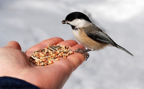 بالهای خوشبختی هرکس جناحی ست که خودش ساخته است