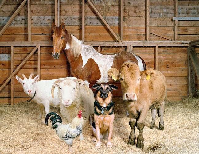 پرورش حیوانات