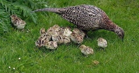 خرید و فروش حیوانات