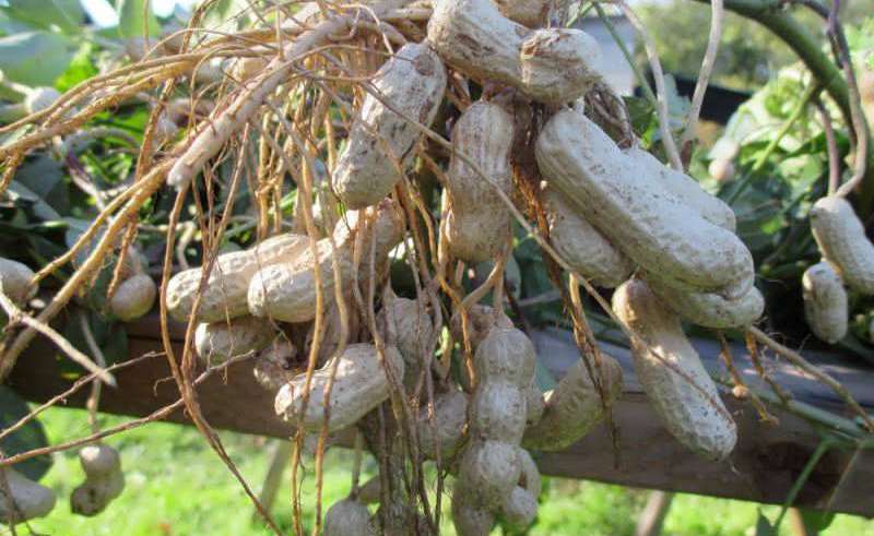 بادام زمینی در دشت مغان