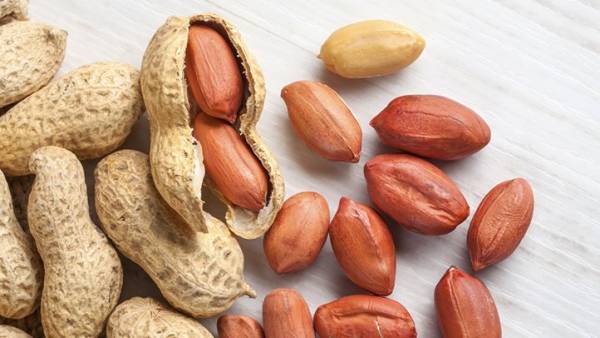 رونق تولید بادام زمینی