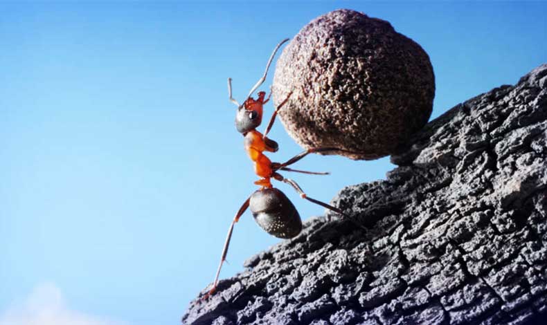 تلاش در موفقیت