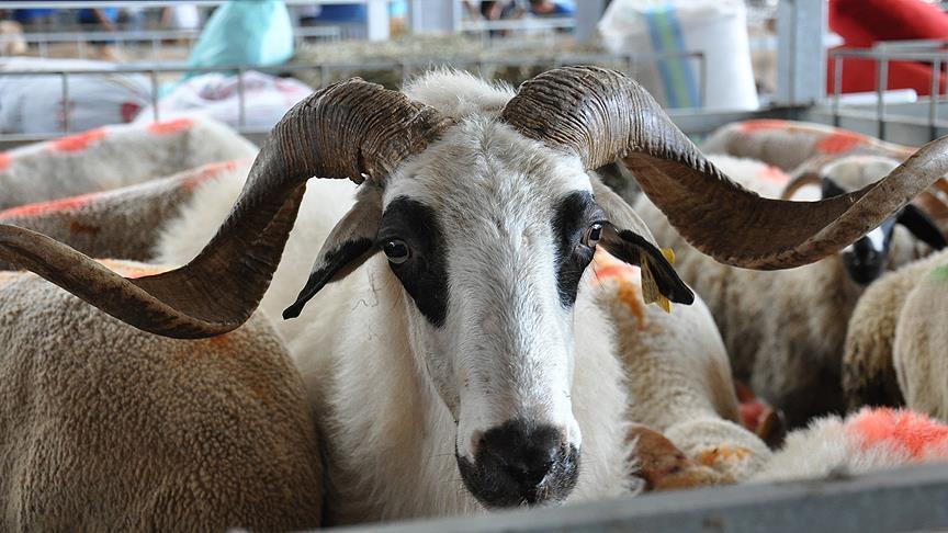 مجوز صادرات دام زنده