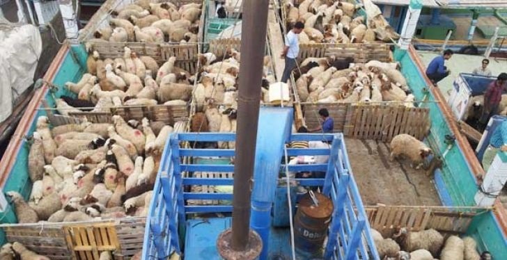 صادرات دام زنده از ایران