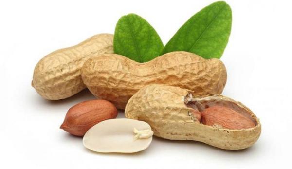 فرآوری بادام زمینی