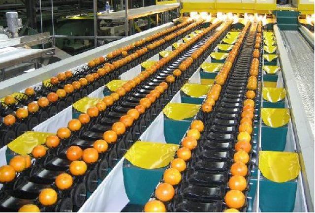 سورتینگ میوه های صادراتی