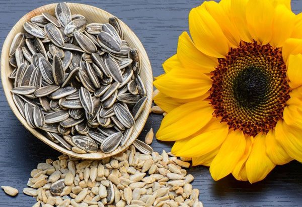 تخمه آفتابگردان