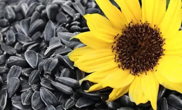 تخمه آفتابگردان