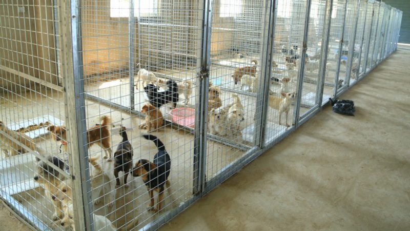  مغازه حیوانات