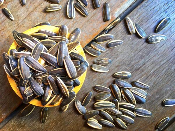 تخمه آفتابگردان