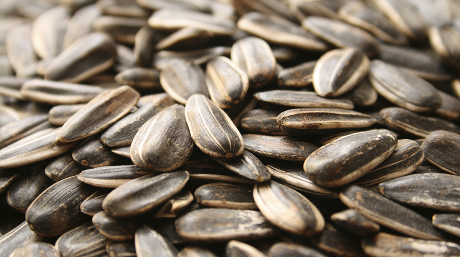 تخمه آفتابگردان