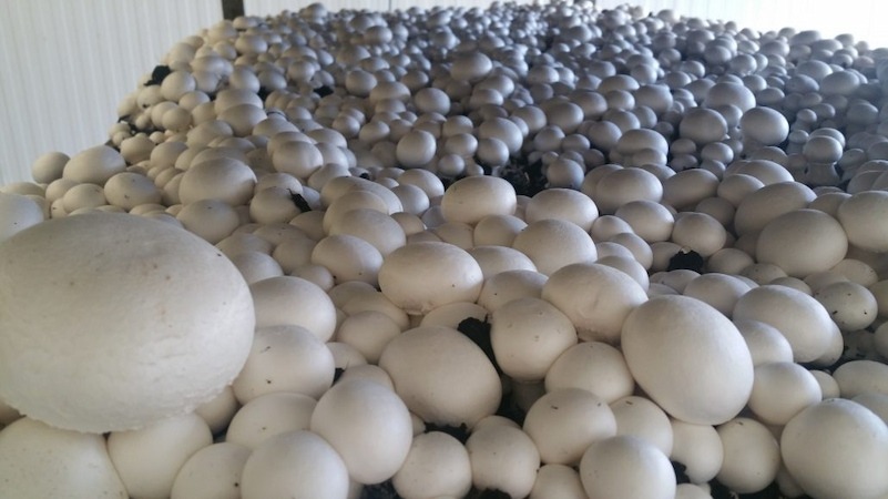 وام اشتغال زایی پرورش قارچ