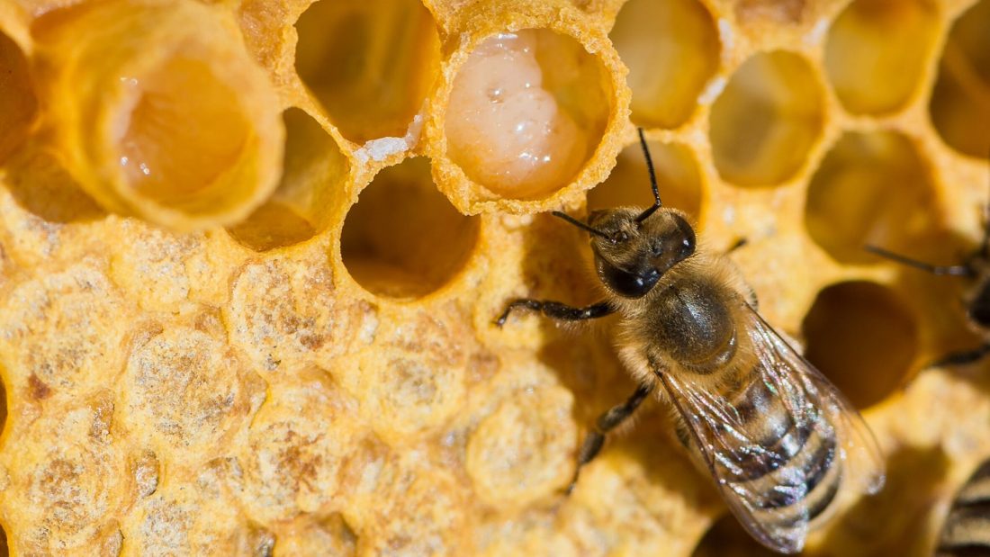 ژل رویال سلطنتی