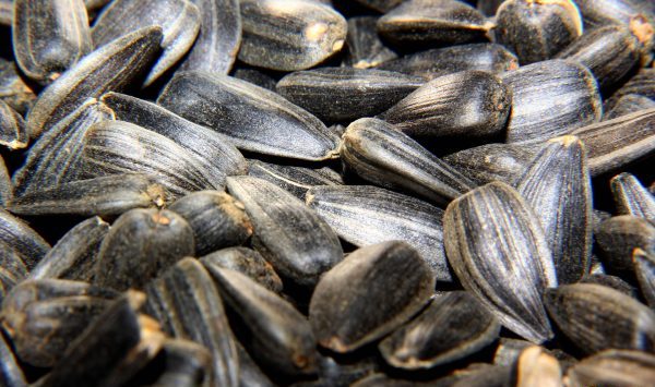 تخمه آفتابگردان