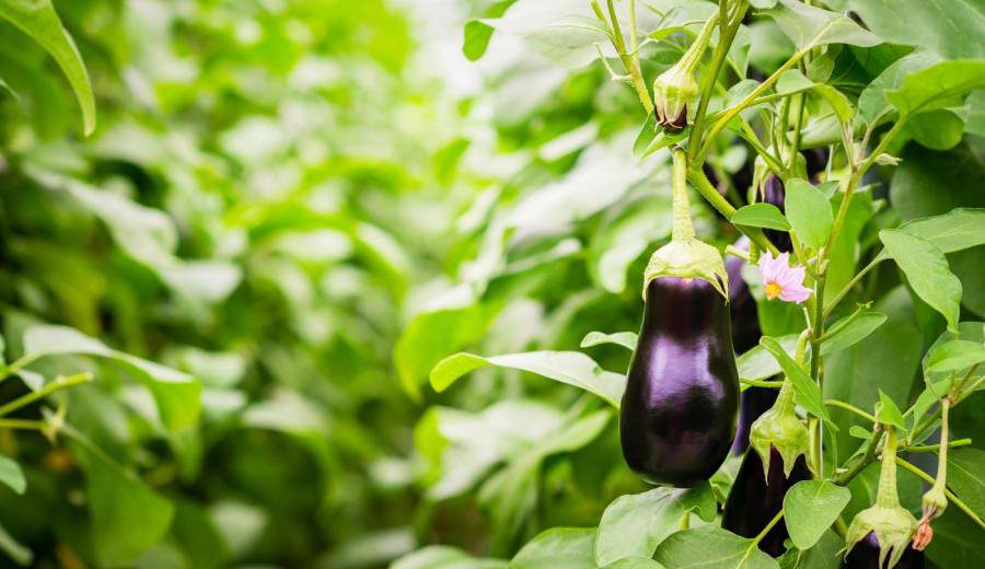 How fattening are the calories and protein of eggplant?