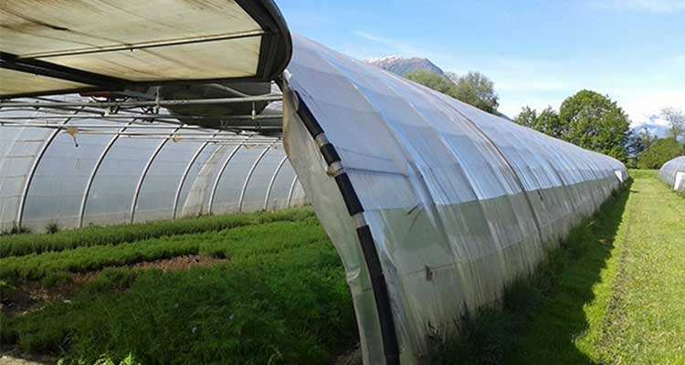 نایلون گلخانه ای