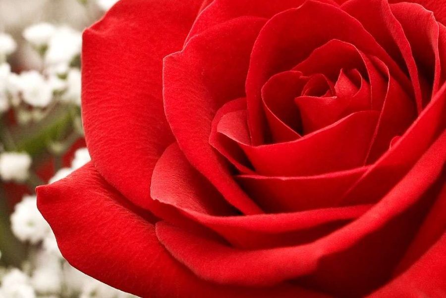 گل رز هلندی