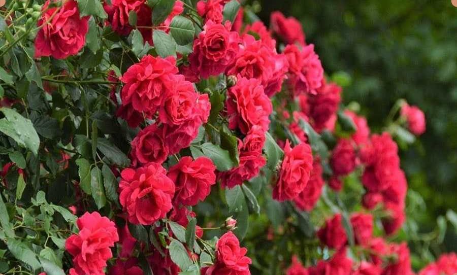 گل رز هلندی