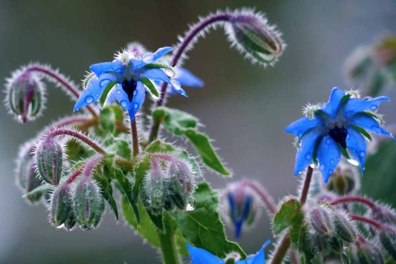 گل گاو زبان