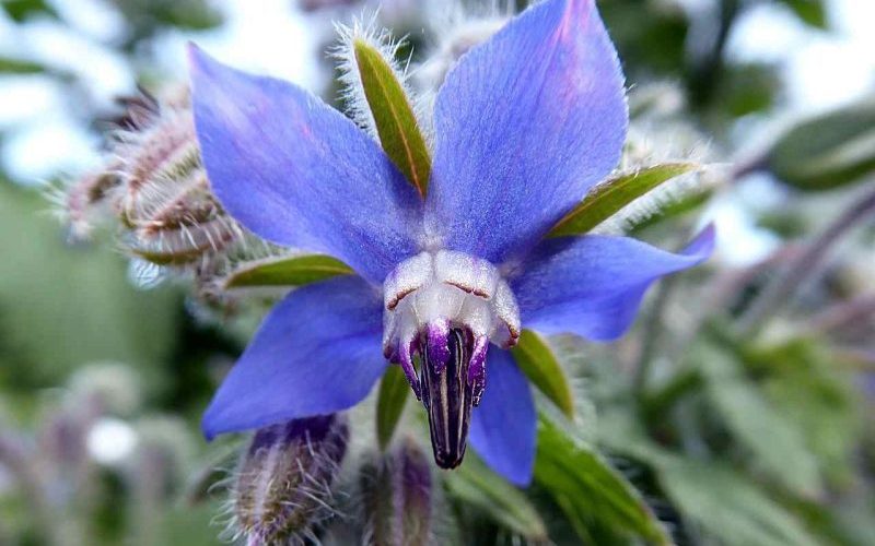 گل گاو زبان