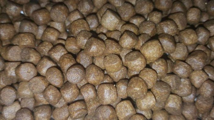 غرای ماهی قزل الا