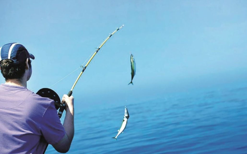 طعمه ماهی سد