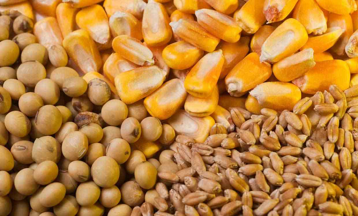 دان مرغ ارگانیک