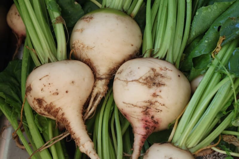 چغندر سفید و دیابت