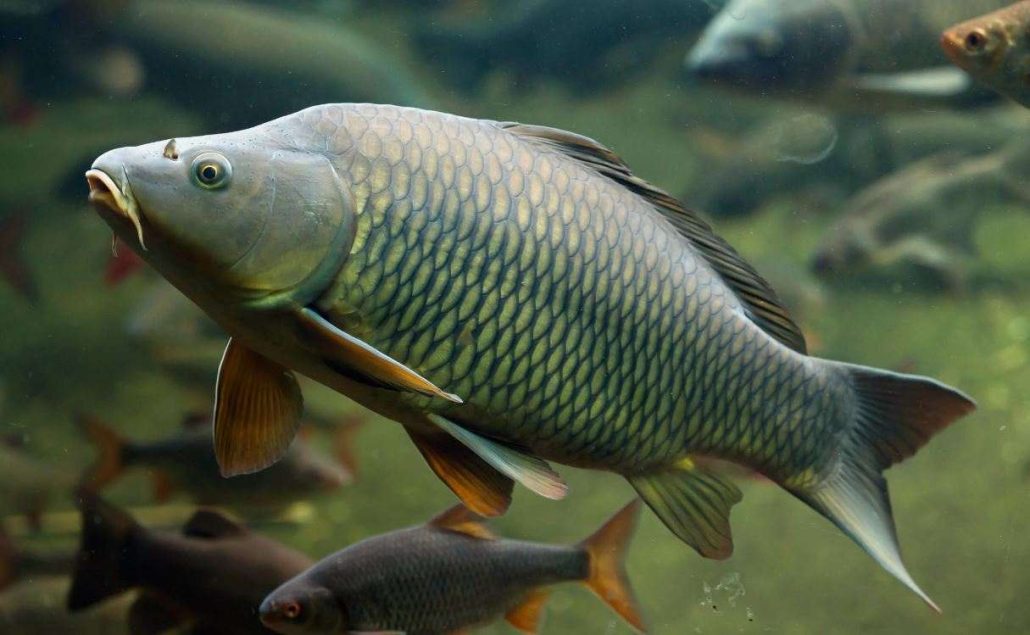 طعمه ماهی قزل آلا