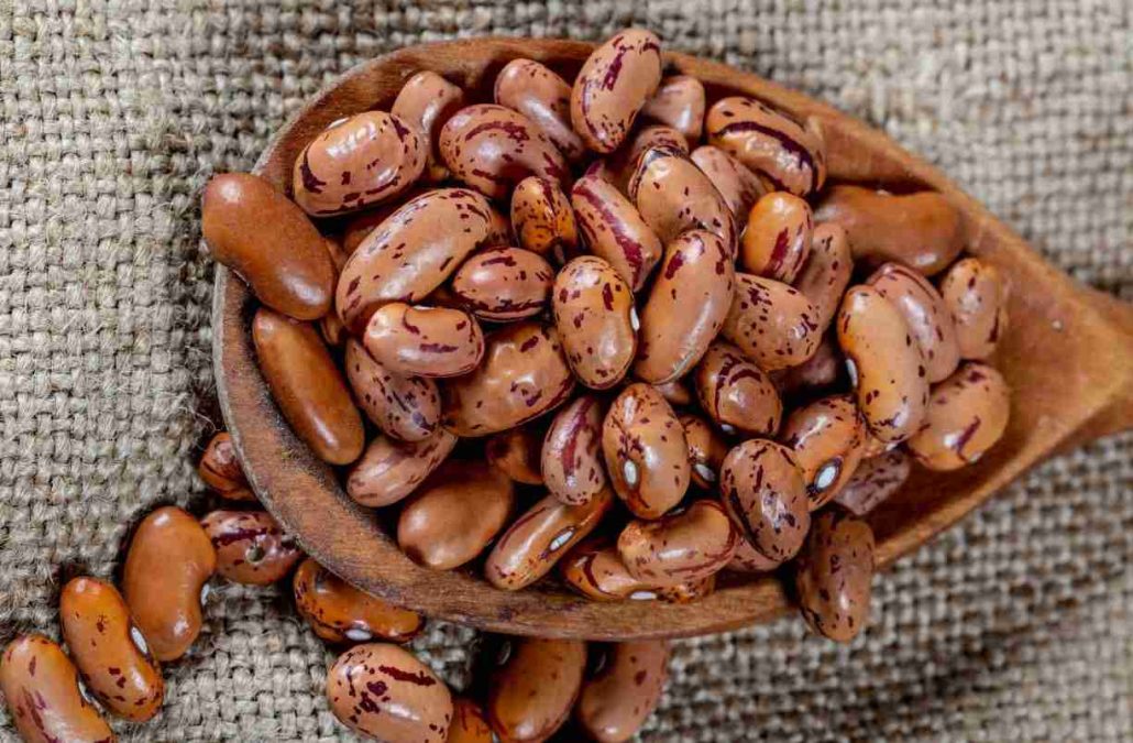 لوبیا چیتی شمالی