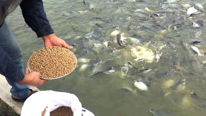 غذای ماهی بزرگ