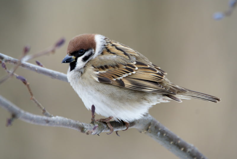 گنجشک جنگلی