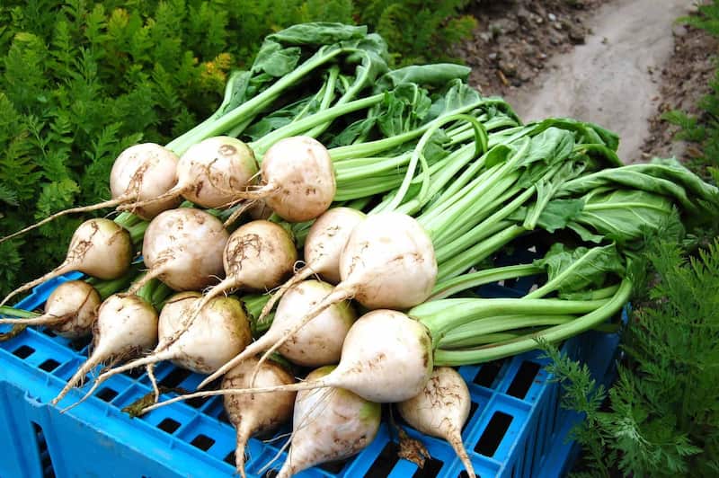 چغندر سفید برای سرما خوردگی