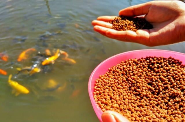 غذای ماهی پرورشی