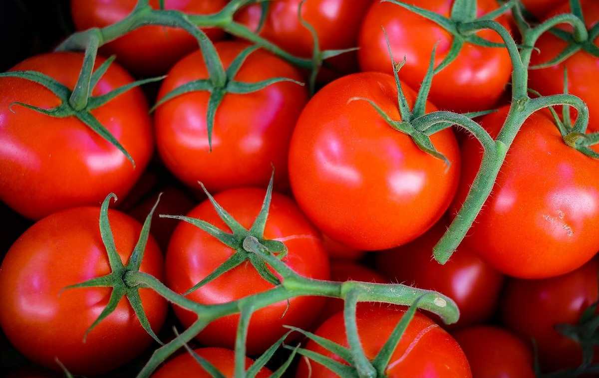 بوته گوجه فرنگی 