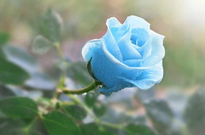 رز آبی ایرانی