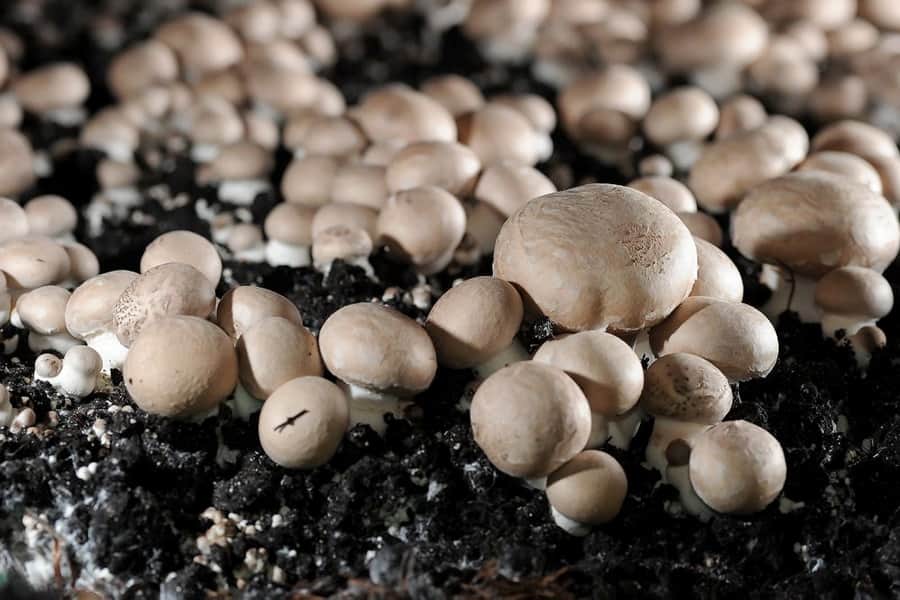 کمپوست قارچ شیراز