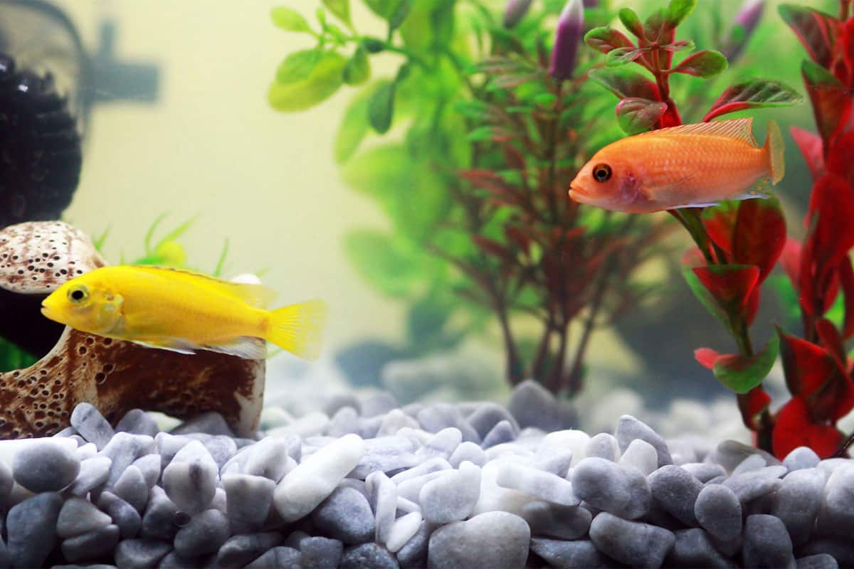 ماهی آکواریومی کوچک