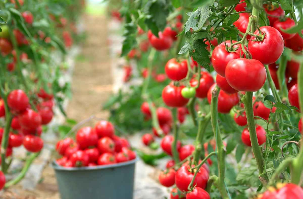 گوجه فرنگی خوشه ای